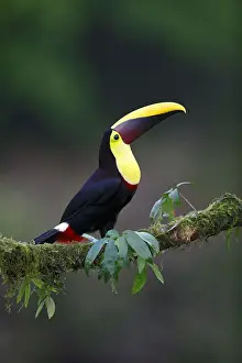 Yellow-throated Toucan