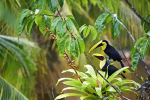 Yellow-throated Toucan