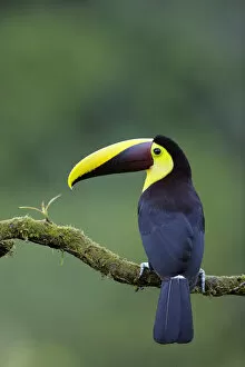 Images Dated 3rd February 2018: Yellow-throated Toucan