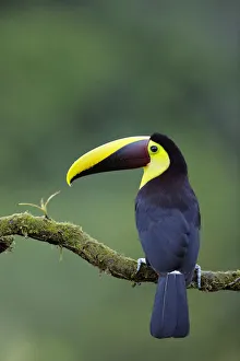 Images Dated 3rd February 2018: Yellow-throated Toucan