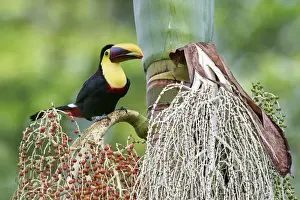 Yellow-throated Toucan