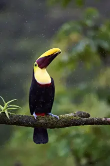 Yellow-throated Toucan