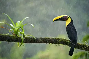 Yellow-throated Toucan