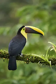 Yellow-throated Toucan