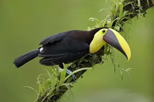 Yellow-throated Toucan