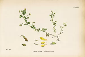 Images Dated 12th June 2017: Least Yellow Trefoil, Trifolium filiforme, Victorian Botanical Illustration, 1863