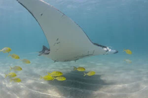 Images Dated 7th October 2014: yellow trevally with manta
