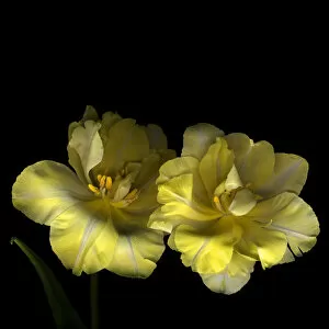 Two yellow tulips