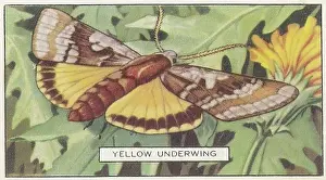 Yellow Underwing Moth, Butterflies and Moths series, Gallaher Collectible Tobacco Card, 1938