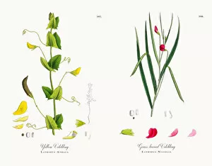 Images Dated 13th December 2017: Yellow Vetchling, Lathyrus Aphaca, Victorian Botanical Illustration, 1863