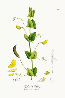 Images Dated 19th October 2017: Yellow Vetchling, Lathyrus Aphaca, Victorian Botanical Illustration, 1863