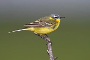 Images Dated 4th May 2012: Yellow Wagtail -Motacilla flava-, male sining on perch, Apetlon, Lake Neusiedl, Burgenland