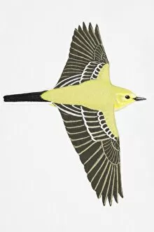Yellow Wagtail (Motacilla flava), also known as Blue-headed Wagtail, adult male