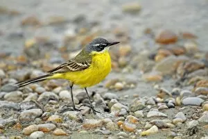 Images Dated 13th May 2012: Yellow wagtail -Motacilla flava-, Burgenland, Austria, Europe