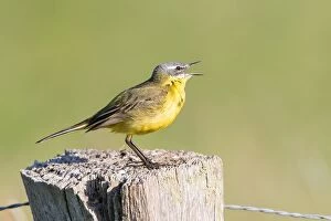 Captivity Collection: Yellow Wagtail (Motacilla flava) on fence post, Lower Saxony, Germany