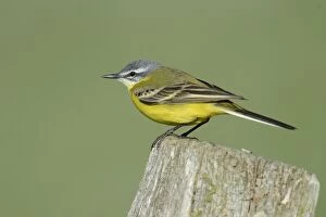 Images Dated 10th May 2013: Yellow Wagtail -Motacilla flava-, Hude, Lower Saxony, Germany