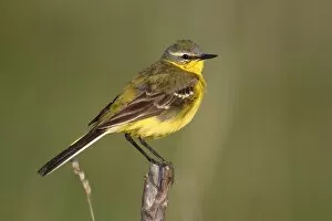 Images Dated 2nd May 2012: Yellow wagtail -Motacilla flava-, male singing, perched on its song post, Lake Neusiedl