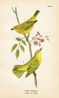 Warbler Prints: Yellow warbler bird lithograph 1890