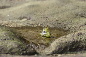 Images Dated 30th December 2012: Yellow Warbler -Dendroica petechia- taking a bath, Punta Pitt, Isla de San Cristobal