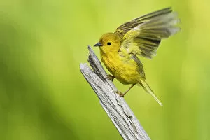 Images Dated 5th July 2017: Yellow warbler ready to fly
