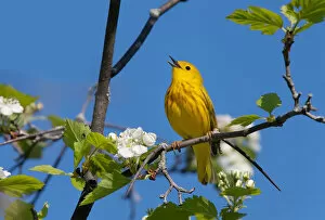 Images Dated 21st May 2011: Yellow Warbler singing
