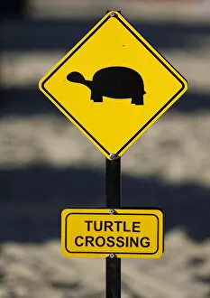 Images Dated 27th October 2011: Yellow warning sign turtle crossing, turtles crossing the beach for laying their eggs, Manavgat