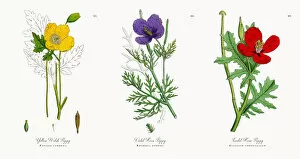 Images Dated 15th November 2017: Yellow Welsh Poppy, Papaver cambrica, Victorian Botanical Illustration, 1863