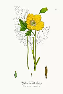 Images Dated 25th September 2017: Yellow Welsh Poppy, Papaver cambrica, Victorian Botanical Illustration, 1863