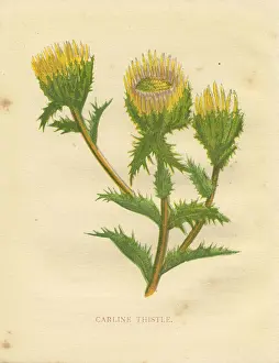 Yellow wild flower carline thistle Victorian botanical print by Anne Pratt