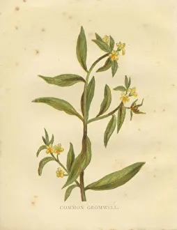 Spck Prints: Yellow wild flower common gromwell Victorian botanical print by Anne Pratt