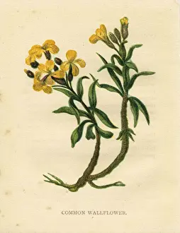 Botanical Prints: Yellow wild flower wallflower Victorian botanical print by Anne Pratt