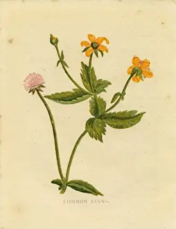 Botanical Prints: Yellow wildflower common avens Victorian botanical illustration by Anne Pratt