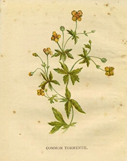 Images Dated 2nd April 2019: Yellow wildflower common tormentil Victorian botanical illustration by Anne Pratt