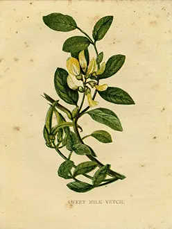 Anne Pratt Prints: Yellow wildflower sweet milk vetch Victorian botanical illustration by Anne Pratt