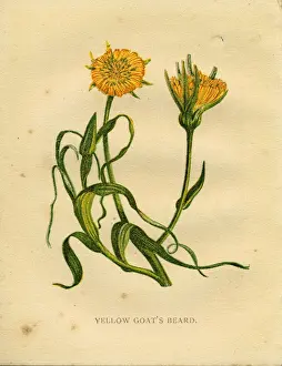 Anne Pratt Prints: Yellow wildflower yellow goatsbeard Victorian botanical illustration by Anne Pratt