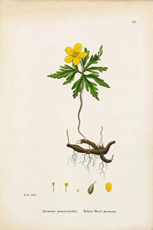 Images Dated 3rd January 2017: Yellow Wood Anemone, Anemone, Anemone ranunculoides, Victorian Botanical Illustration, 1863