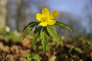 Yellow Wood Anemone or Buttercup Anemone -Anemone ranunculoides-, Hainich National Park, Thuringia, Germany