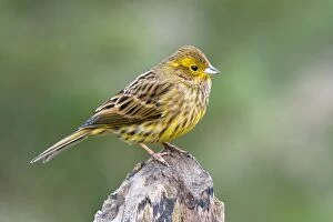 Images Dated 9th January 2014: Yellowhammer or Eastern Yellow Bunting -Emberiza citrinella-, Tyrol, Austria