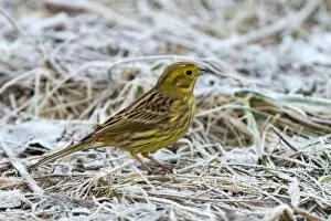 Images Dated 18th January 2014: Yellowhammer or Eastern Yellow Bunting -Emberiza citrinella-, Tyrol, Austria