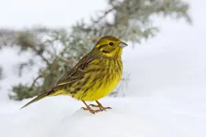 Emberizidae Prints: Yellowhammer or Eastern Yellow Bunting -Emberiza citrinella-, Tyrol, Austria