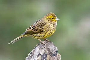 Osterreich Prints: Yellowhammer or Eastern Yellow Bunting -Emberiza citrinella-, Tyrol, Austria