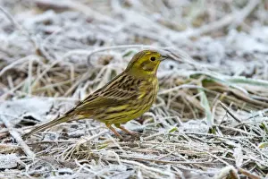 Hoarfrost Prints: Yellowhammer or Eastern Yellow Bunting -Emberiza citrinella-, Tyrol, Austria