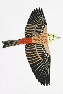 Birds Gallery: Yellowhammer (Emberiza citrinella), adult male