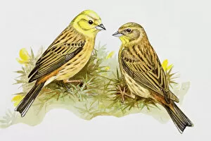 Variation Collection: Yellowhammer (Emberiza citrinella), male and female, perching in the grass