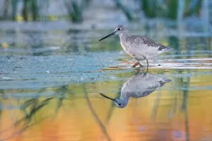 Images Dated 19th September 2015: Yellowlegs