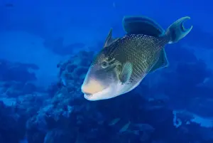 Yellowmargin Triggerfish -Pseudobalistes flavimarginatus-, Palau