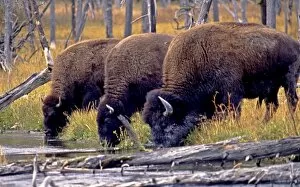 Images Dated 7th September 2017: Yellowstone Bison drinking together from pond
