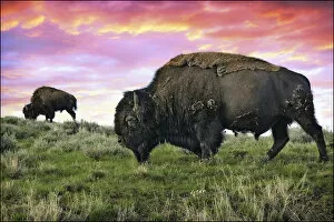 Images Dated 13th June 2010: Yellowstone Buffalo & Bison