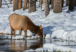 Images Dated 6th January 2017: Yellowstone Elk
