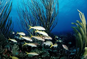 Jawed Prints: Yellowtail Snapper (Ocyurus chrysurus), on the reef, Tobago, Caribbean Sea